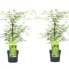 Acer Palmatum 'emerald Lace' - Set De 2 - Erable - Pot 19cm - Hauteur 60-70cm