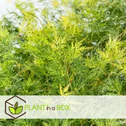 Acer Palmatum 'emerald Lace' - Set De 2 - Erable - Pot 19cm - Hauteur 60-70cm -Jardalis Soldes Magasin 64594fe7701380.01292774