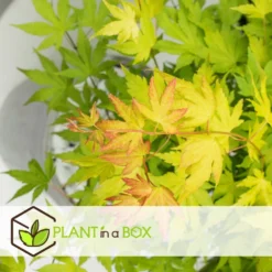 Acer 'orange Dream' - Set De 2 - Erable Japonais - Pot 19cm - Hauteur 60-70cm 7 Acer 'orange Dream' - Set De 2 - Erable Japonais - Pot 19cm - Hauteur 60-70cm -Jardalis Soldes Magasin 64594fee6b73d3.76688745