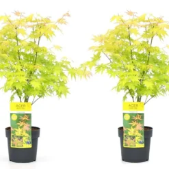 Acer 'orange Dream' - Set De 2 - Erable Japonais - Pot 19cm - Hauteur 60-70cm