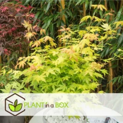 Acer 'orange Dream' - Set De 2 - Erable Japonais - Pot 19cm - Hauteur 60-70cm 9 Acer 'orange Dream' - Set De 2 - Erable Japonais - Pot 19cm - Hauteur 60-70cm -Jardalis Soldes Magasin 64594fee93e6f8.30303969