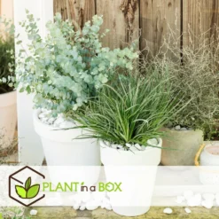 Fascicularia - Set De 2 - Feuilles Bleu-gris - Pot 13cm - Hauteur 20-30cm 8 Fascicularia - Set De 2 - Feuilles Bleu-gris - Pot 13cm - Hauteur 20-30cm -Jardalis Soldes Magasin 64594ff3527889.00738581