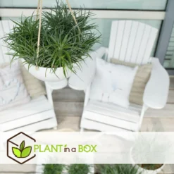 Fascicularia - Set De 2 - Feuilles Bleu-gris - Pot 13cm - Hauteur 20-30cm 9 Fascicularia - Set De 2 - Feuilles Bleu-gris - Pot 13cm - Hauteur 20-30cm -Jardalis Soldes Magasin 64594ff376f620.10067684