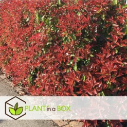 Photinia Fraseri Red Robin - Set De 6 - Pot 17cm - Hauteur 30-40cm -Jardalis Soldes Magasin 6459500a3f3082.23305329