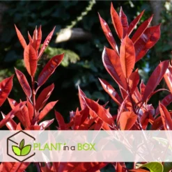 Photinia Fraseri Red Robin - Set De 6 - Pot 17cm - Hauteur 30-40cm -Jardalis Soldes Magasin 6459500a44a9d6.48307489