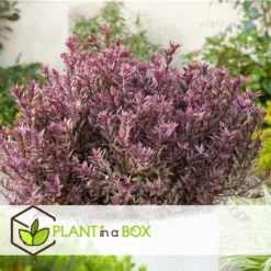 Hebe Pinguifolia - Mélange De 12 - Arbuste - Pot 10.5cm - Hauteur 15-20cm 7 Hebe Pinguifolia - Mélange De 12 - Arbuste - Pot 10.5cm - Hauteur 15-20cm -Jardalis Soldes Magasin 6459500e64f3c6.09711097