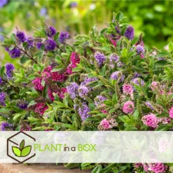 Hebe Pinguifolia - Mélange De 12 - Arbuste - Pot 10.5cm - Hauteur 15-20cm 8 Hebe Pinguifolia - Mélange De 12 - Arbuste - Pot 10.5cm - Hauteur 15-20cm -Jardalis Soldes Magasin 6459500e708ff1.21350477