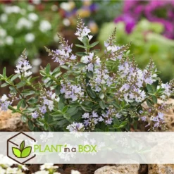 Hebe Pinguifolia - Mélange De 12 - Arbuste - Pot 10.5cm - Hauteur 15-20cm 9 Hebe Pinguifolia - Mélange De 12 - Arbuste - Pot 10.5cm - Hauteur 15-20cm -Jardalis Soldes Magasin 6459500e849c88.75910708