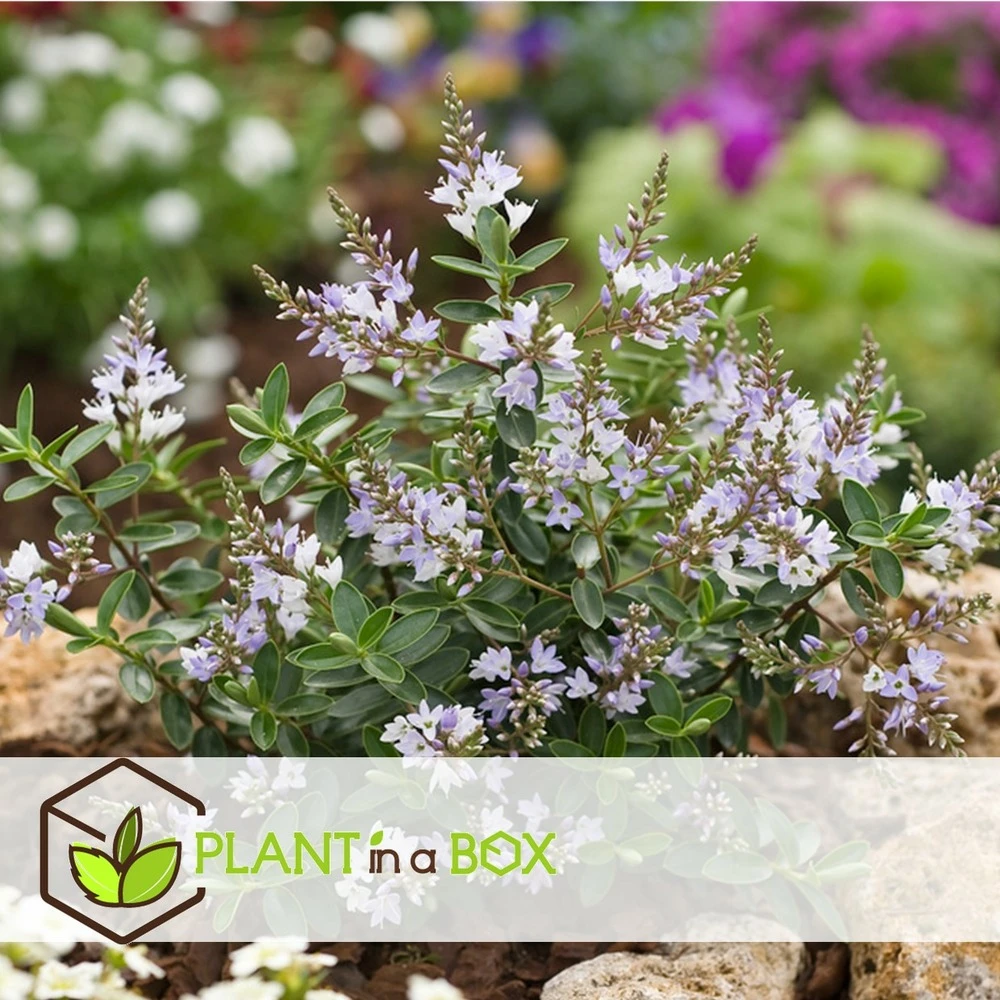 Hebe Pinguifolia - Mélange De 12 - Arbuste - Pot 10.5cm - Hauteur 15-20cm 5 Hebe Pinguifolia - Mélange De 12 - Arbuste - Pot 10.5cm - Hauteur 15-20cm – Image 5