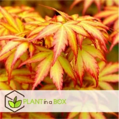 Acer 'orange Dream' - érable Du Japon - Pot 19cm - Hauteur 60-70cm -Jardalis Soldes Magasin 645951438cd7a4.16475158