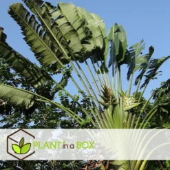Ravenala Madagascariensis - Set De 6 - Palmier - Pot 9cm - Hauteur 25-40cm -Jardalis Soldes Magasin 6459514a411999.08180909