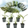 Ravenala Madagascariensis - Set De 6 - Palmier - Pot 9cm - Hauteur 25-40cm