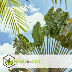 Ravenala Madagascariensis - Set De 6 - Palmier - Pot 9cm - Hauteur 25-40cm -Jardalis Soldes Magasin 6459514a4d3af4.73981020