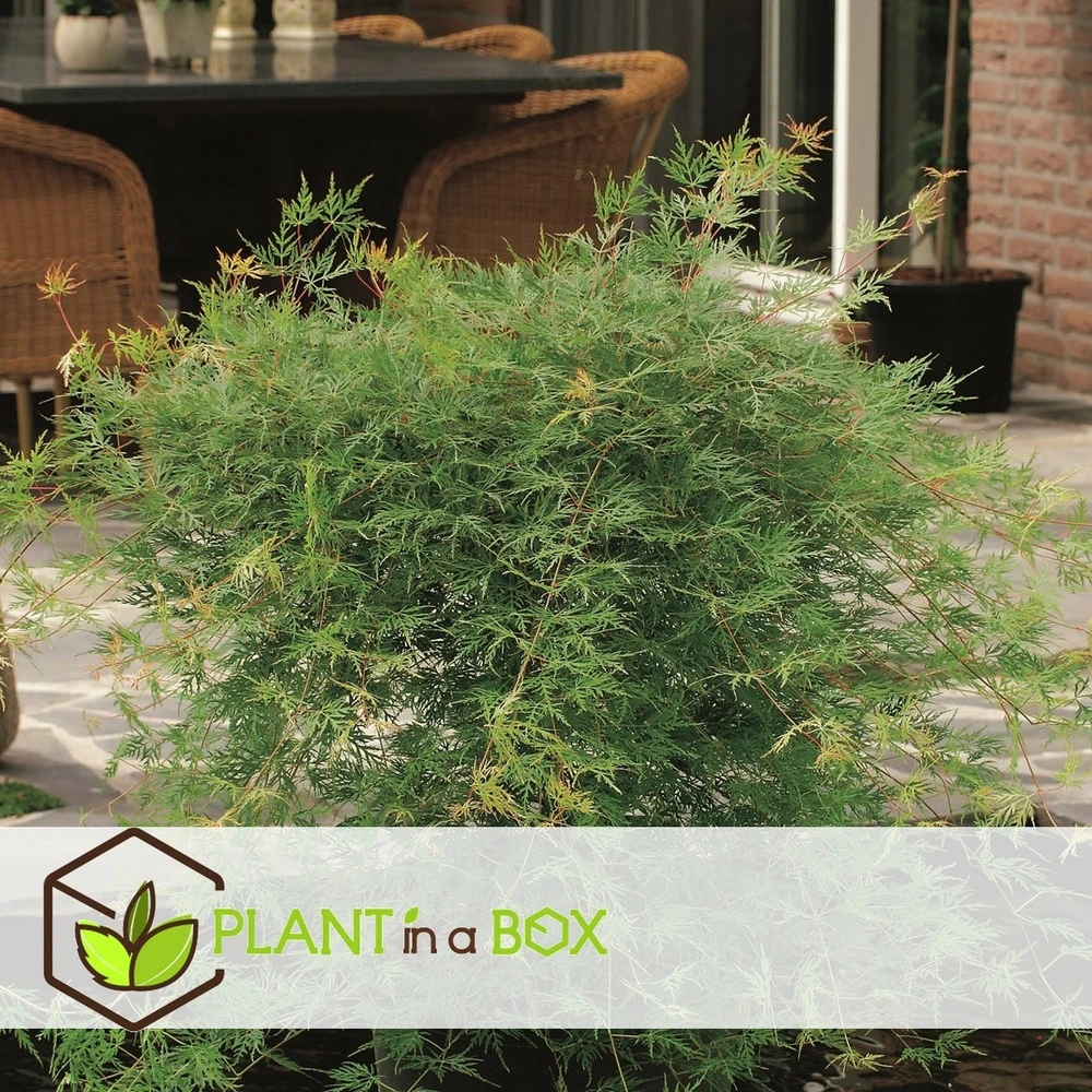 Acer Palmatum 'emerald Lace' - érable Du Japon - Pot 19cm - Hauteur 60-70cm 4 Acer Palmatum 'emerald Lace' - érable Du Japon - Pot 19cm - Hauteur 60-70cm – Image 4