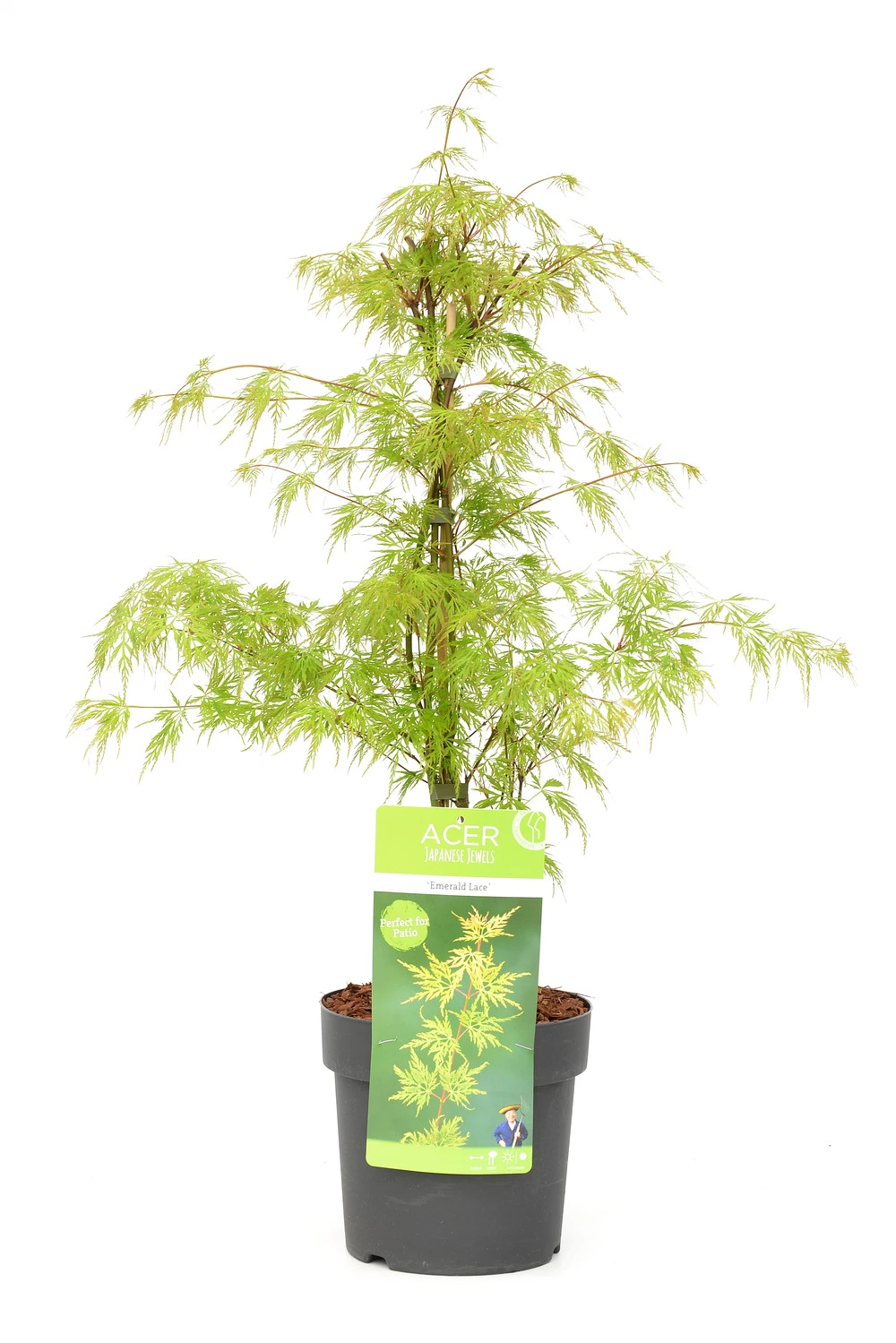 Acer Palmatum 'emerald Lace' - érable Du Japon - Pot 19cm - Hauteur 60-70cm 1 Acer Palmatum 'emerald Lace' - érable Du Japon - Pot 19cm - Hauteur 60-70cm