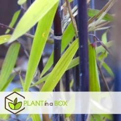 Fargesia Gansu - Set De 6 - Bambou Non Invasif - Pot 17cm - Hauteur 50-70cm -Jardalis Soldes Magasin 6459517105b0d2.88112397