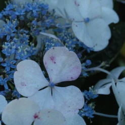 Hortensia 'lanarth White' - 3l