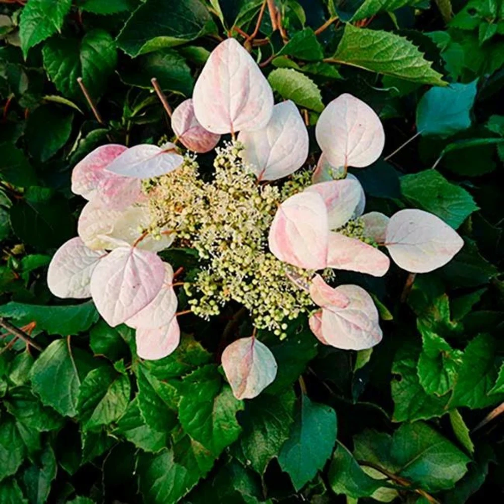 Schizophragma Hydrangeoides 'roseum' - Schizophragma Hydrangeoides 3l 2 Schizophragma Hydrangeoides 'roseum' - Schizophragma Hydrangeoides 3l – Image 2