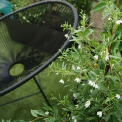 Sollya Heterophylla "alba" - Sollya Heterophylla 3l 8 Sollya Heterophylla "alba" - Sollya Heterophylla 3l -Jardalis Soldes Magasin 6462273d5708b7.55576589