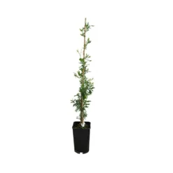 Sollya Heterophylla - Sollya Heterophylla 3l -Jardalis Soldes Magasin 6462273f371949.61786728