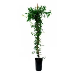 Sollya Heterophylla - Sollya Heterophylla 3l -Jardalis Soldes Magasin 6462273f4cc884.33528907