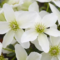 Clématite Kimiko™ 'evipo066'/pot De 1,5l - Tuteur Bambou 30/60 Cm