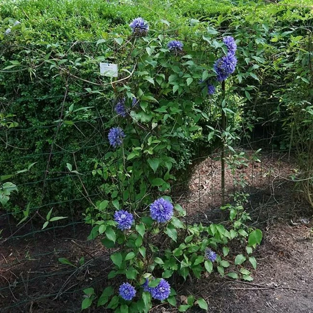 Clématite Diamantina Regal® Evipo039(n) - Clematis 3l 2 Clématite Diamantina Regal® Evipo039(n) - Clematis 3l – Image 2