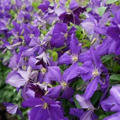 Clématite 'jackmanii' - Clematis 3l -Jardalis Soldes Magasin 647d2d29efc327.18821976