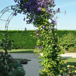 Clématite 'jackmanii' - Clematis 3l -Jardalis Soldes Magasin 647d2d2a1bc455.76797267