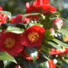 Camelia 'bleunienn An Trev' - 4l