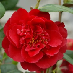 Camélia 'strawberry Perfect' - 4l