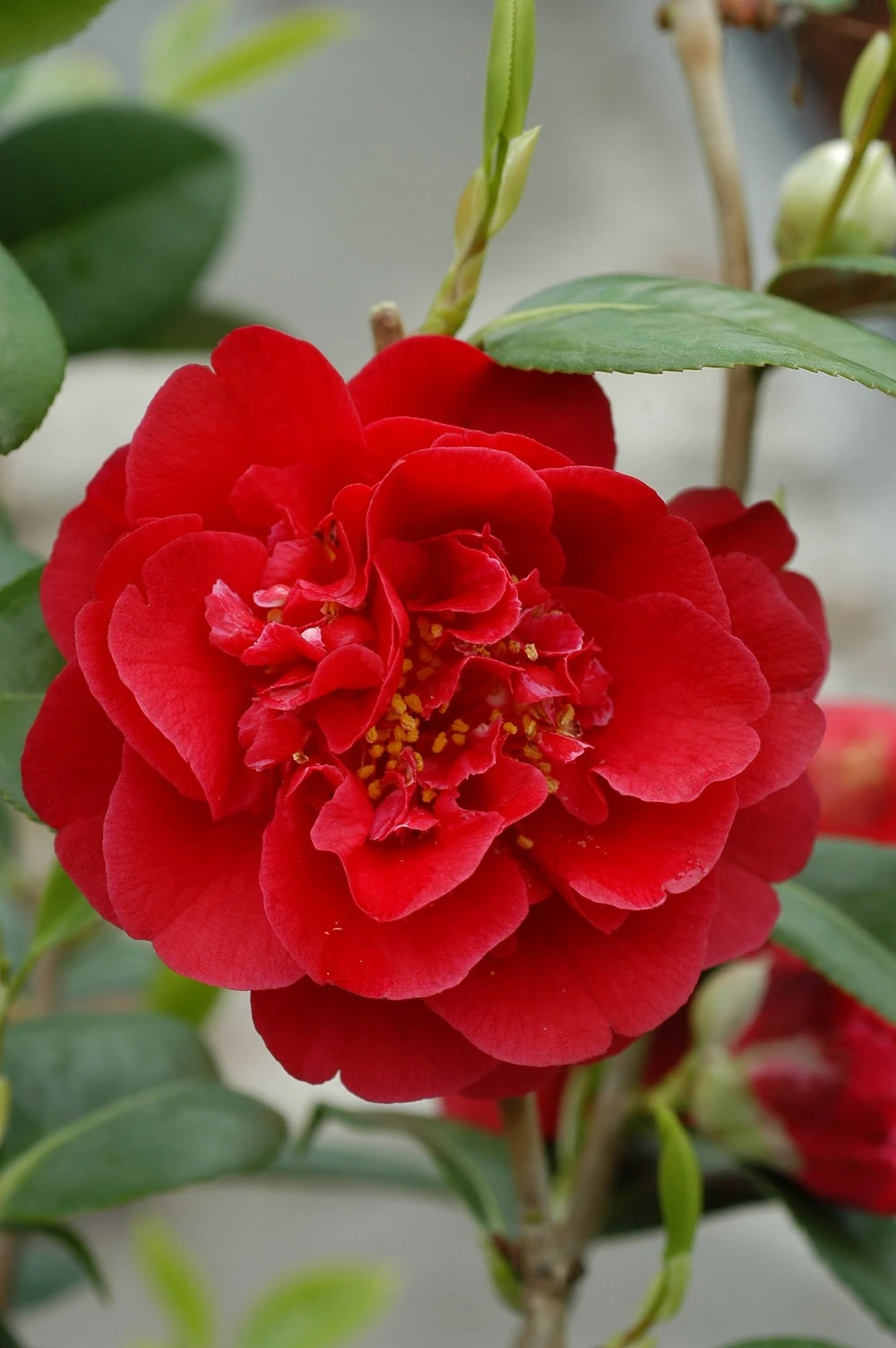 Camélia 'strawberry Perfect' - 4l 1 Camélia 'strawberry Perfect' - 4l