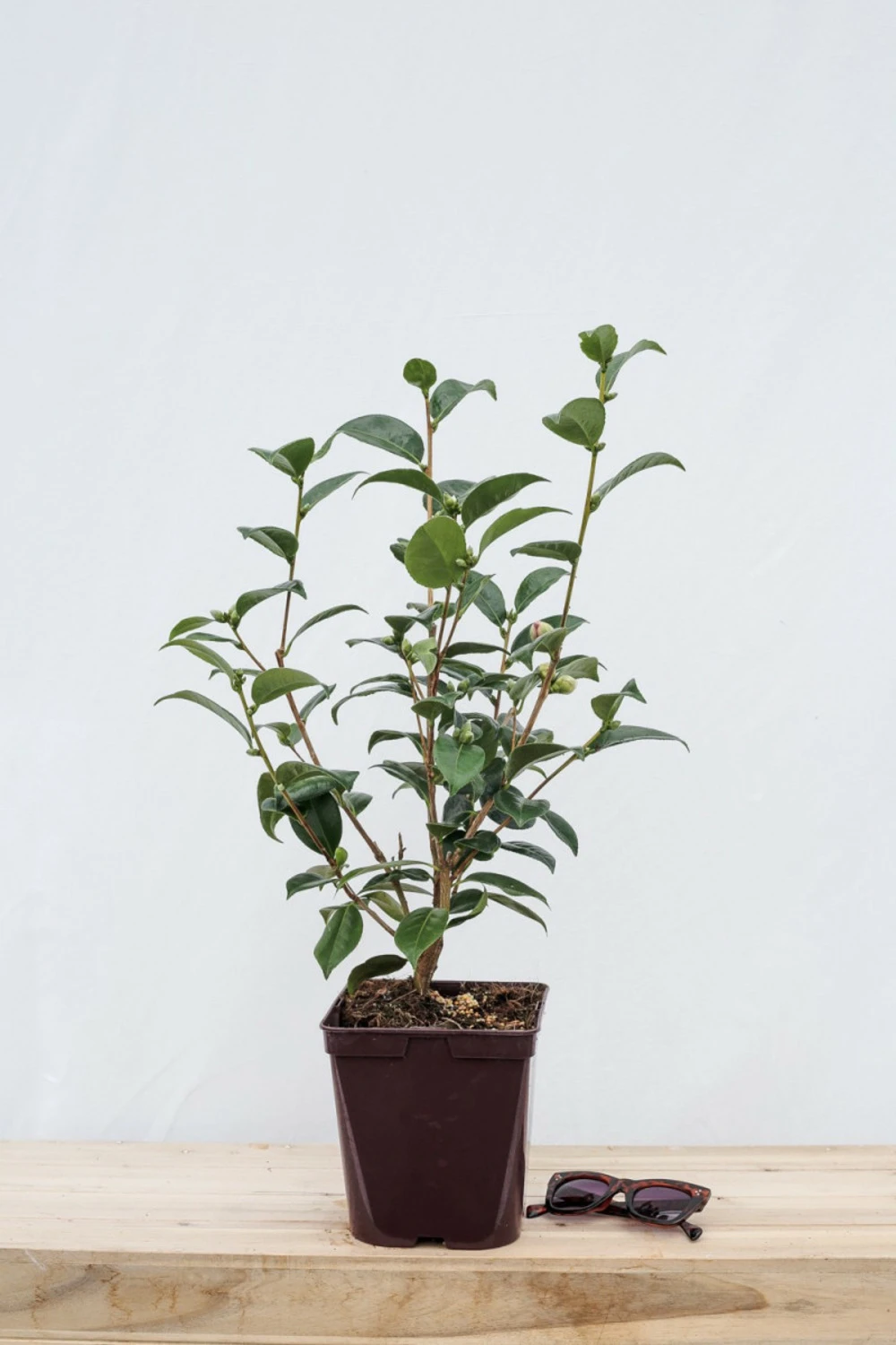 Camélia 'strawberry Perfect' - 4l 2 Camélia 'strawberry Perfect' - 4l – Image 2