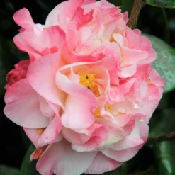 Camélia 'nuccio's Jewel' - 4l