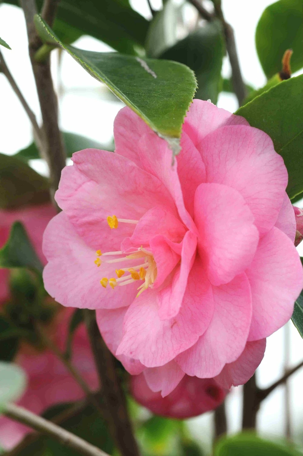 Camélia 'spring Festival' - 4l 1 Camélia 'spring Festival' - 4l