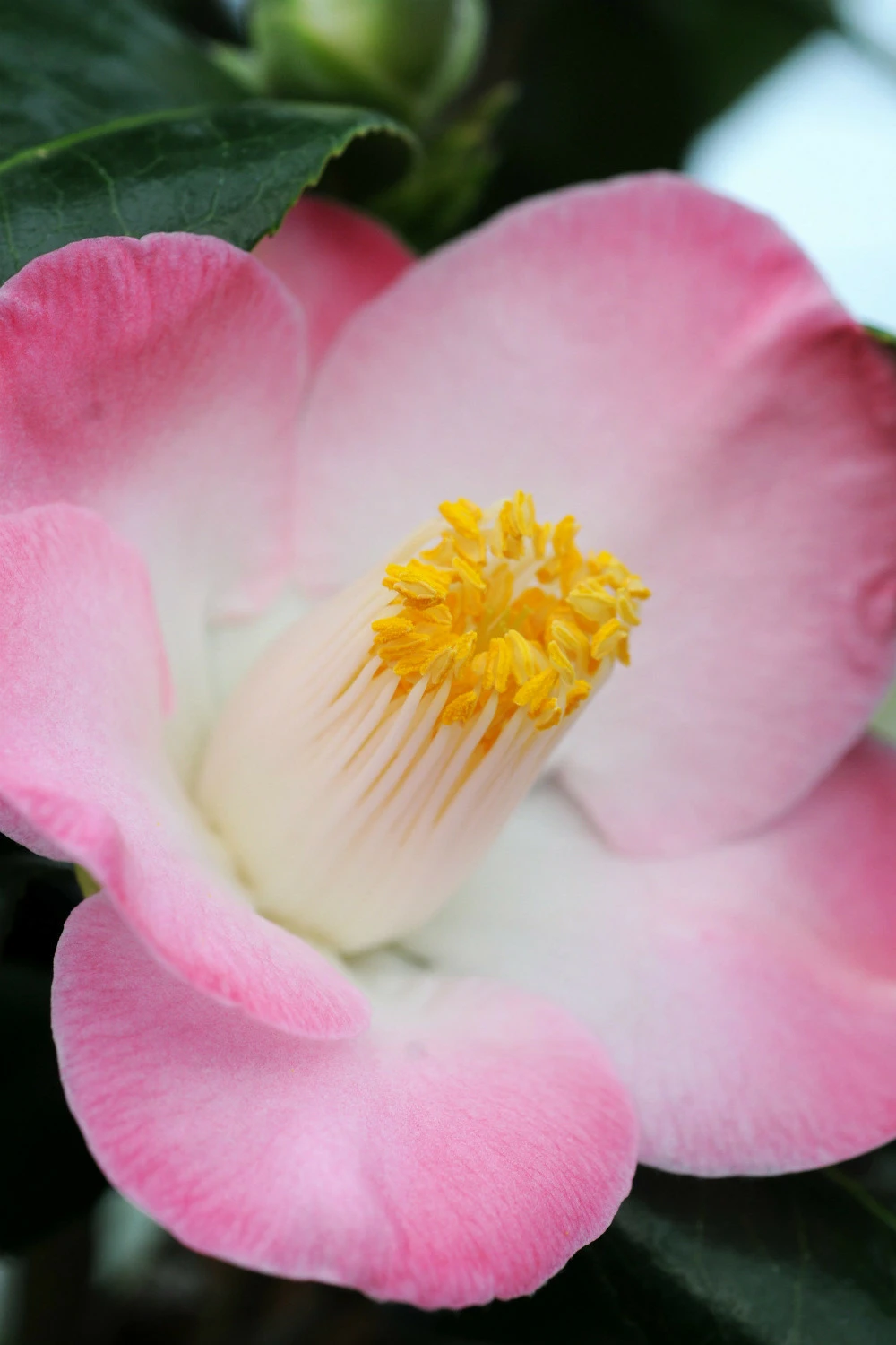 Camélia 'sunny Side' - 4l 1 Camélia 'sunny Side' - 4l