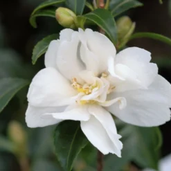 Camélia 'little Liane' - 4l
