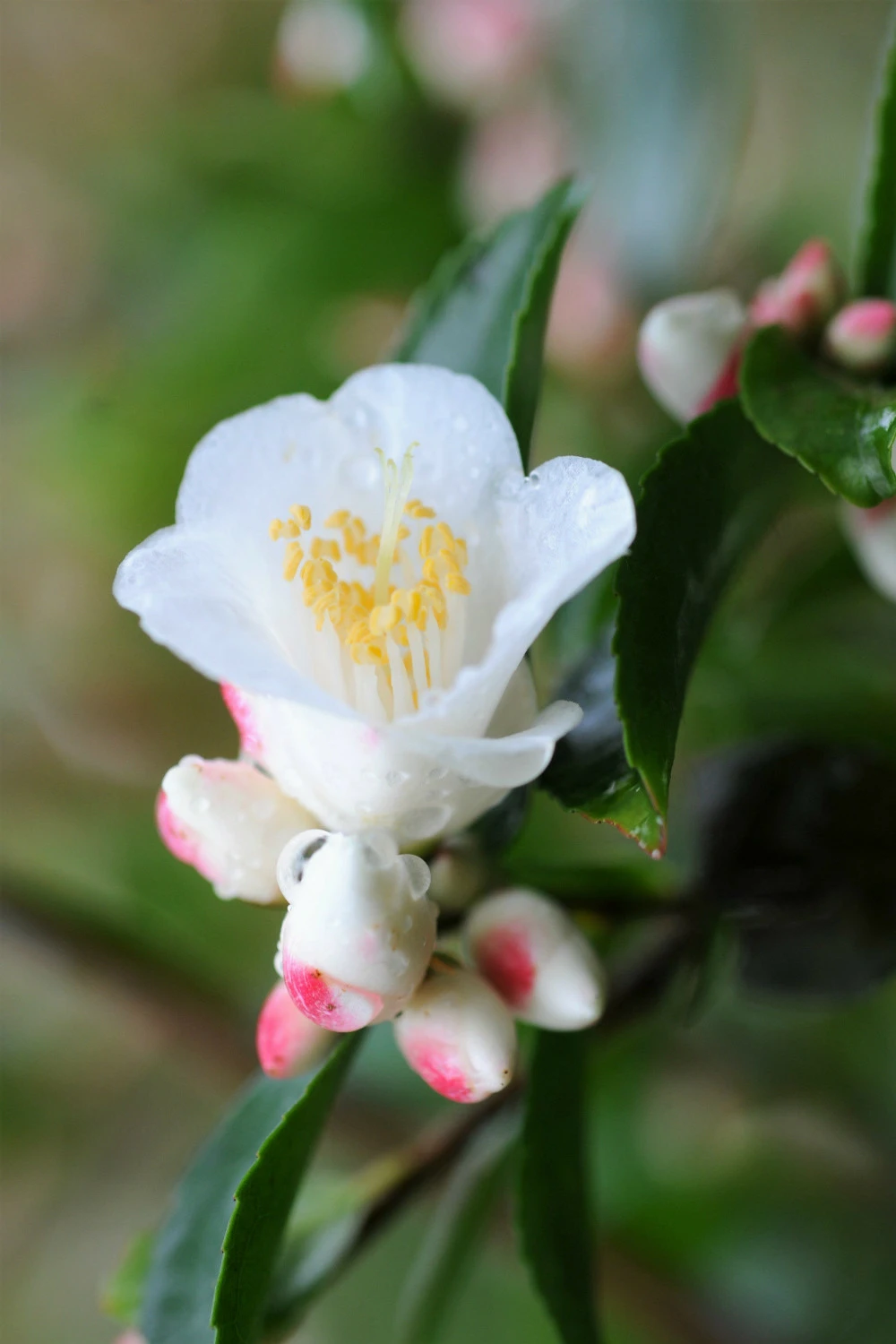 Camélia 'transnokoensis' - 5l 1 Camélia 'transnokoensis' - 5l