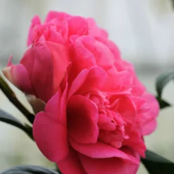 Camélia 'anticipation' - 4l