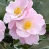 Camélia 'nicky Crisp' - 4l