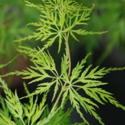 Erable 'seiryu' - 2l