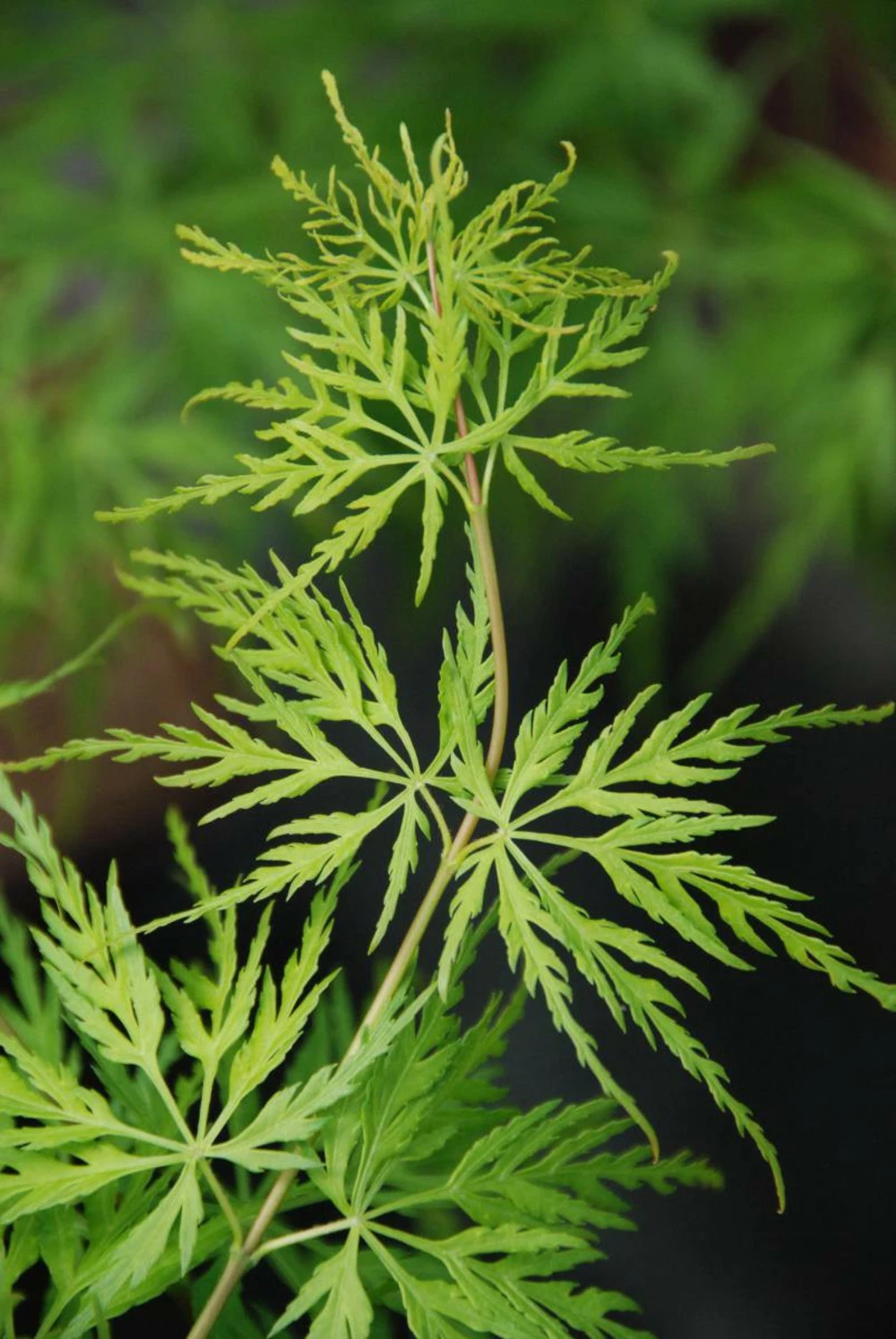 Erable 'seiryu' - 2l 1 Erable 'seiryu' - 2l