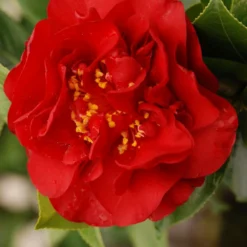 Camelia 'fondation Luciano Pavarotti' - 4l