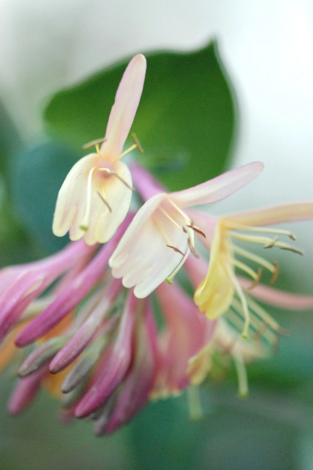 Chèvrefeuille 'gold Flame' - 3l 1 Chèvrefeuille 'gold Flame' - 3l