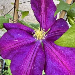 Clématite 'voluceau' - 3l