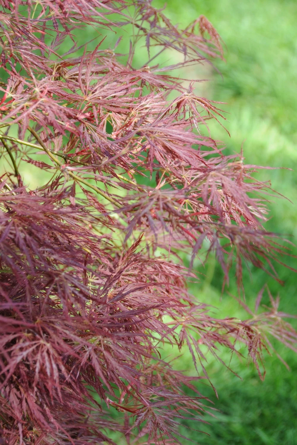 Erable 'firecracker' - 4l 1 Erable 'firecracker' - 4l