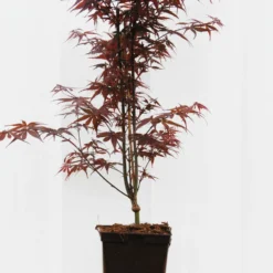 Erable 'skeeter's Broom' - 4l