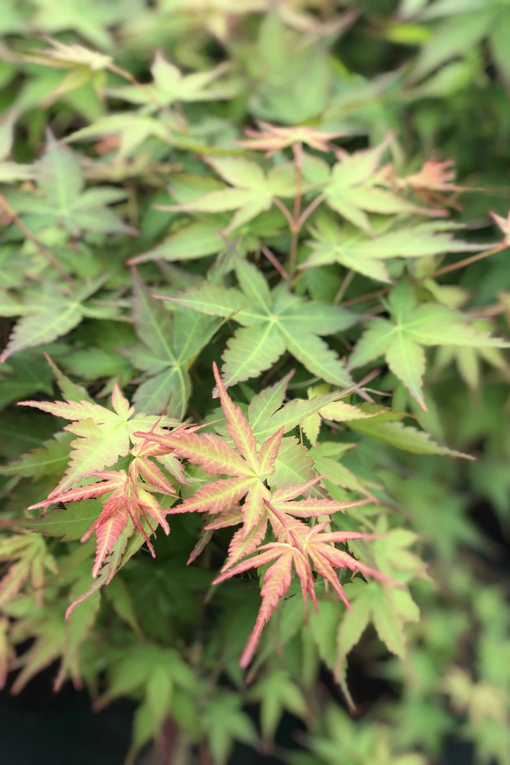 Erable 'peve Chameleon' - 4l 1 Erable 'peve Chameleon' - 4l