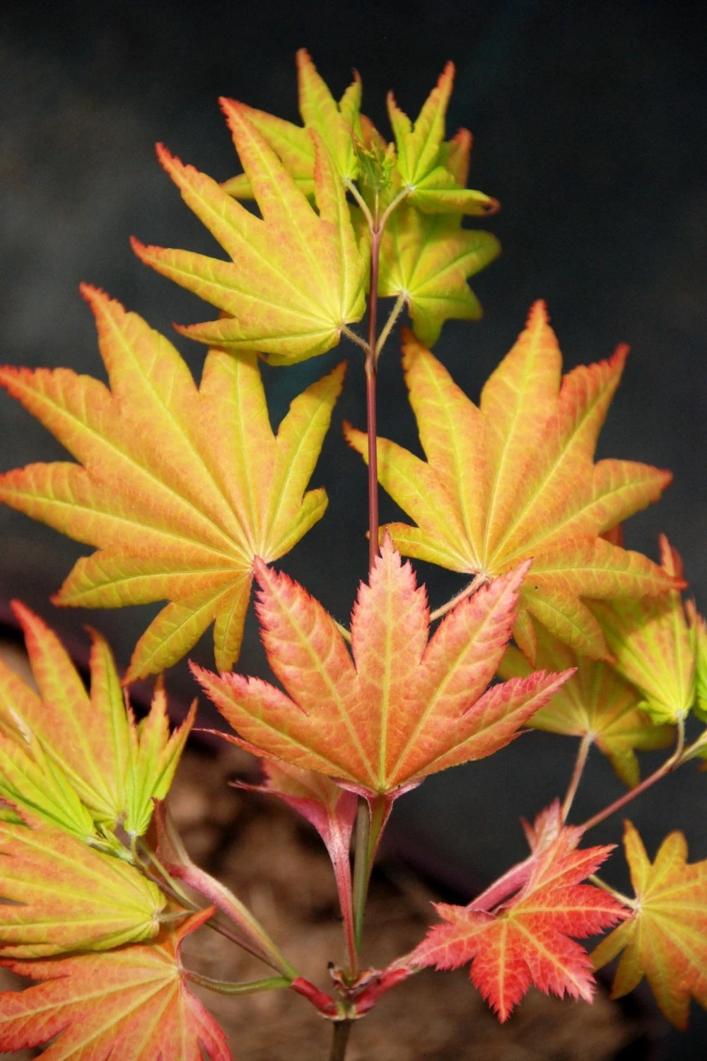 Erable 'autumn Moon' - 4l 1 Erable 'autumn Moon' - 4l