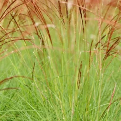 Miscanthus 'cute One' - 3l
